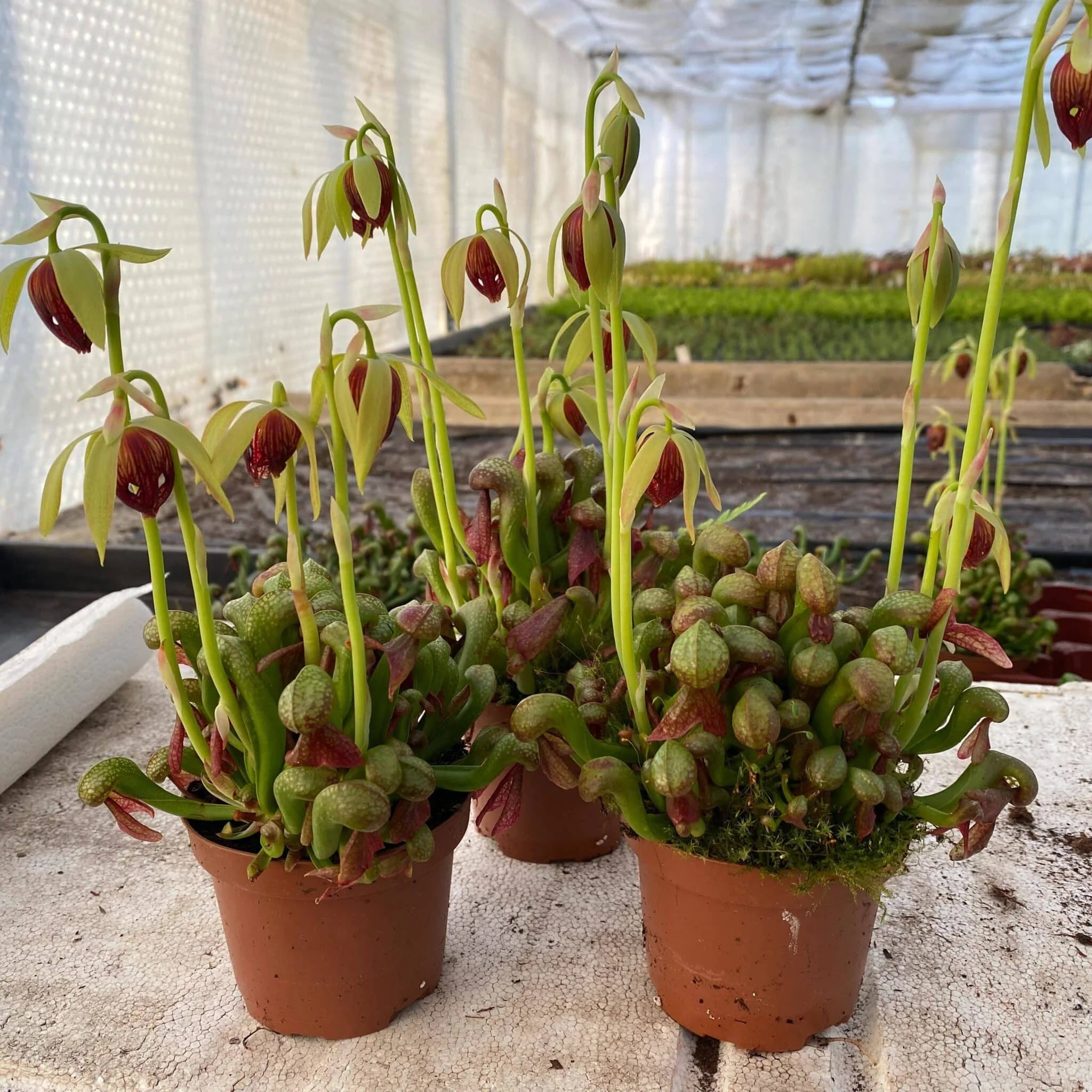 Darlingtonia californica, dwarf form, 10-12 cm 大森食虫植物農園