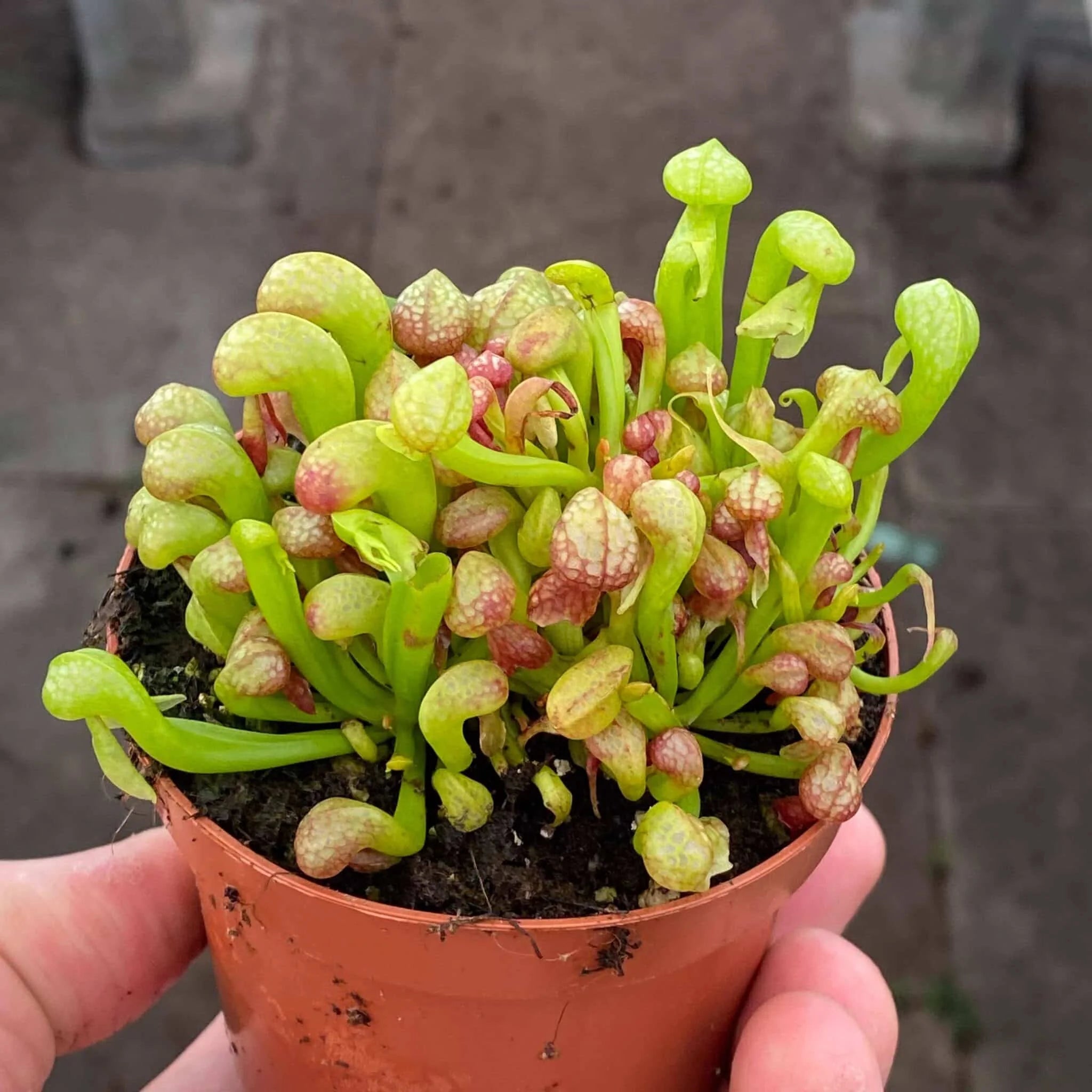 Darlingtonia californica, dwarf form, 10-12 cm 大森食虫植物農園