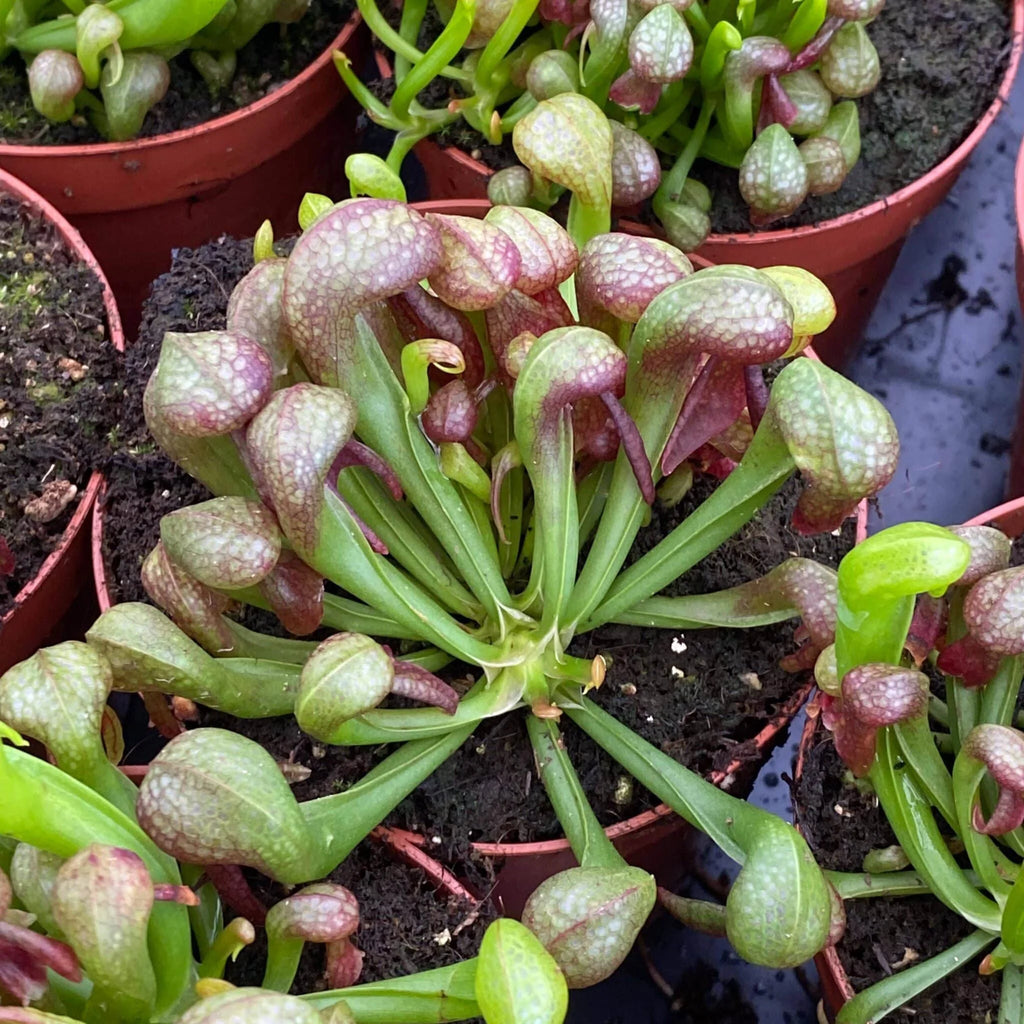 Darlingtonia californica, dwarf form, 10-12 cm 大森食虫植物農園