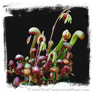 Darlingtonia californica {strong and hardy, UK clone} [BCP ID# S080] (30粒の種子) 大森食虫植物農園