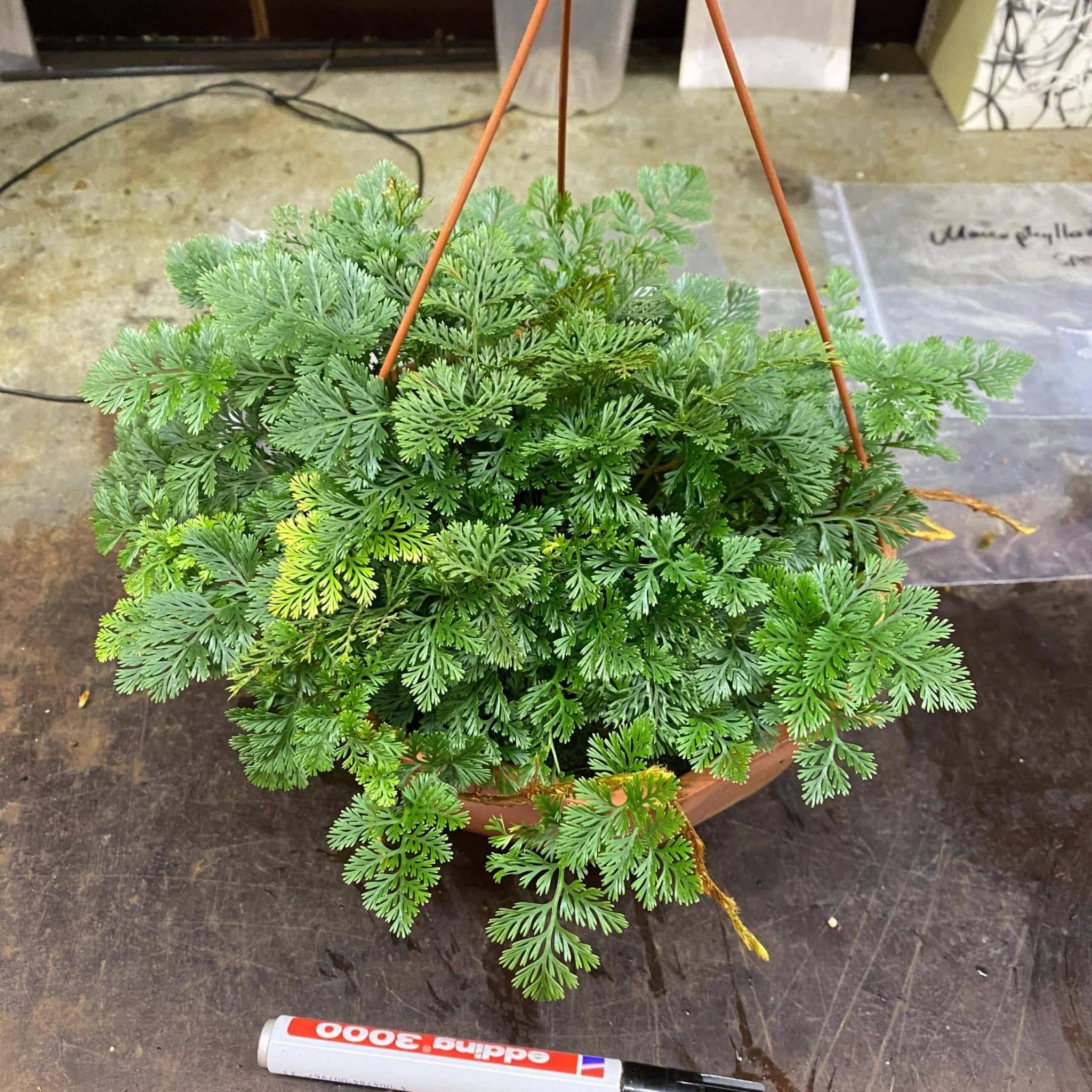 Davallia parvula 大森食虫植物農園