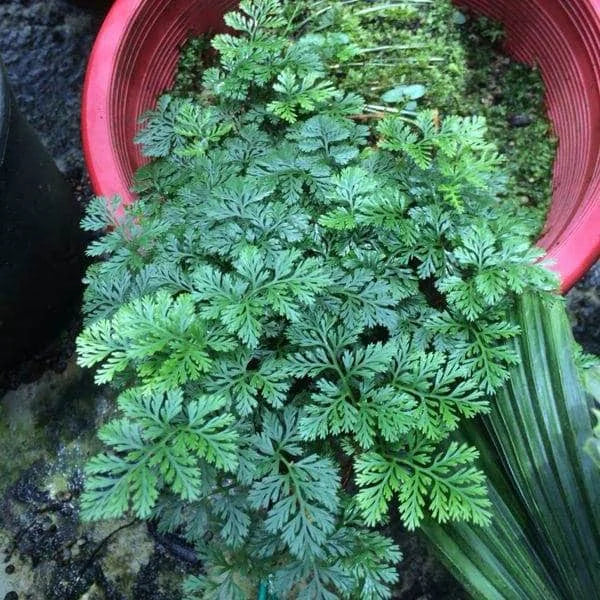 Davallia parvula 大森食虫植物農園