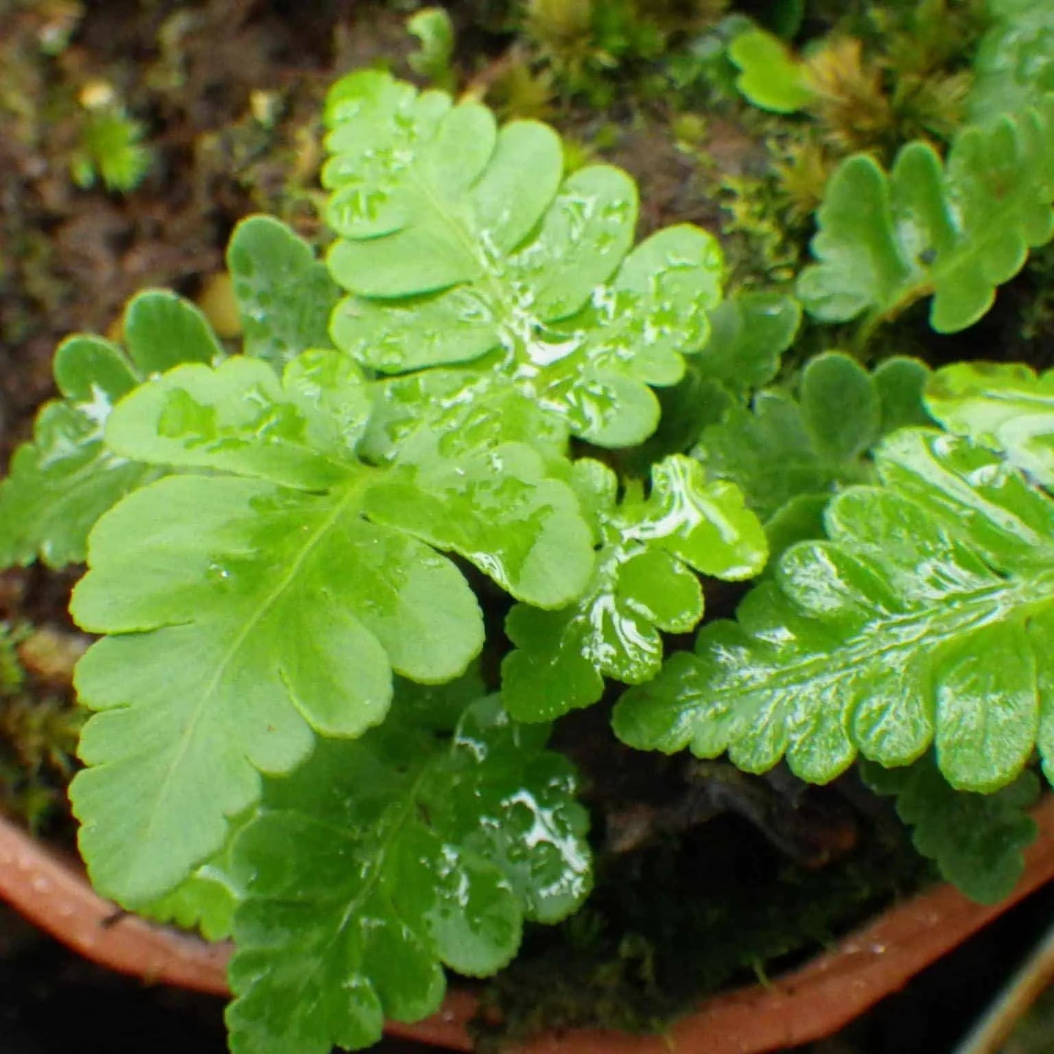 Davallia repens 大森食虫植物農園