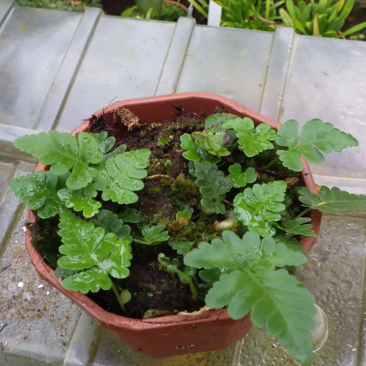 Davallia repens 大森食虫植物農園