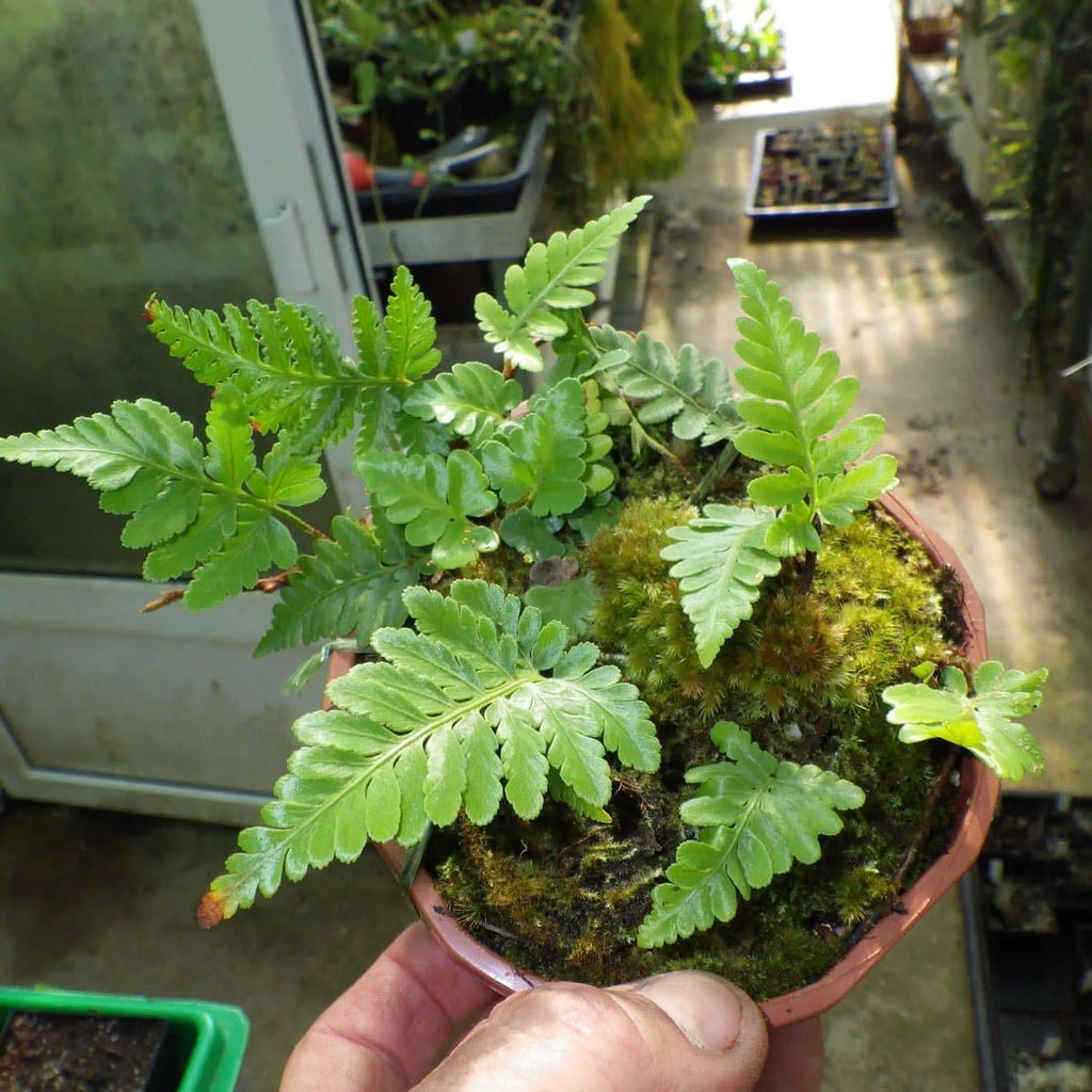 Davallia repens 大森食虫植物農園