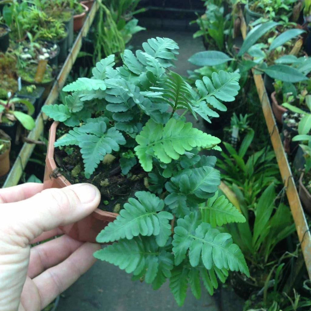 Davallia repens 大森食虫植物農園