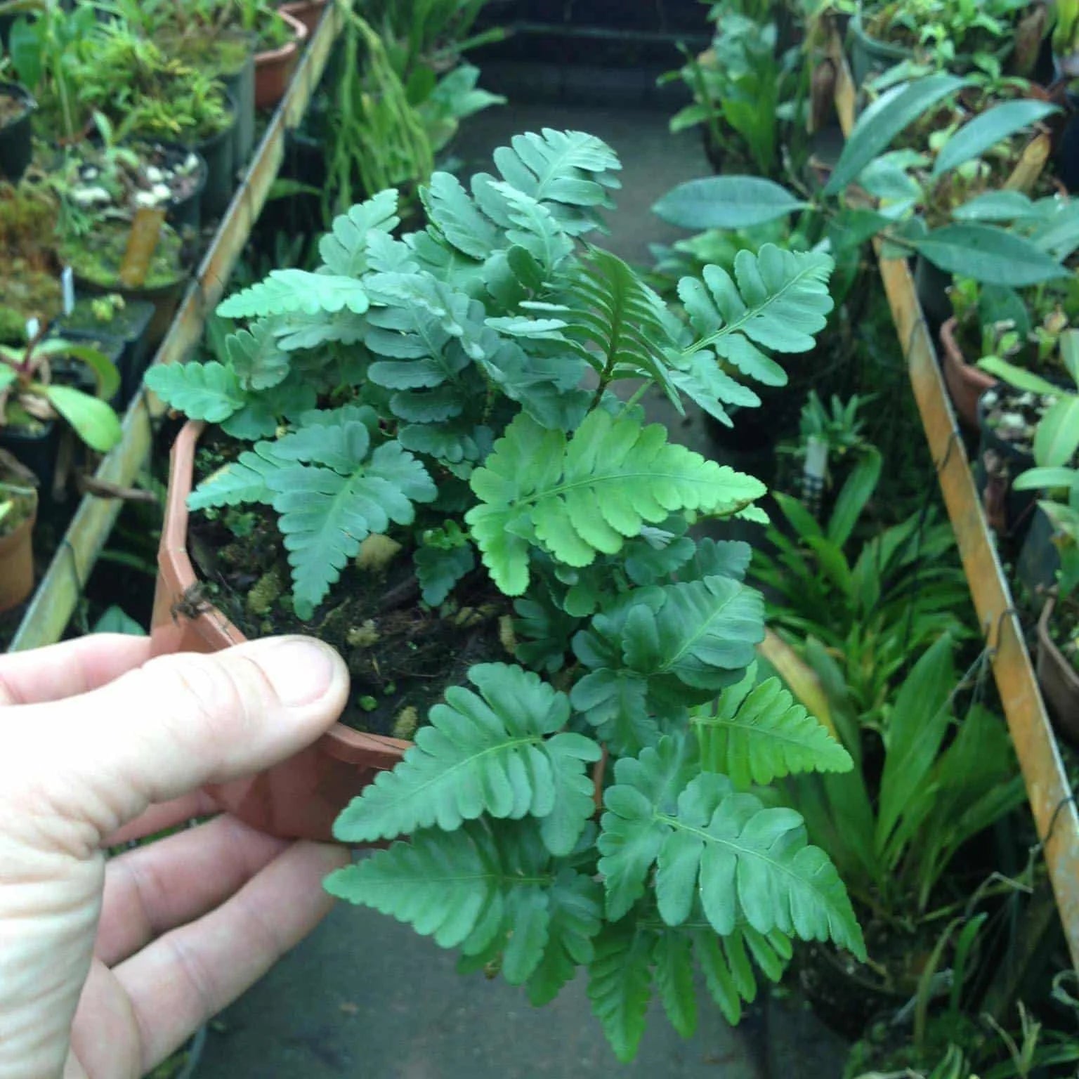 Davallia repens 大森食虫植物農園
