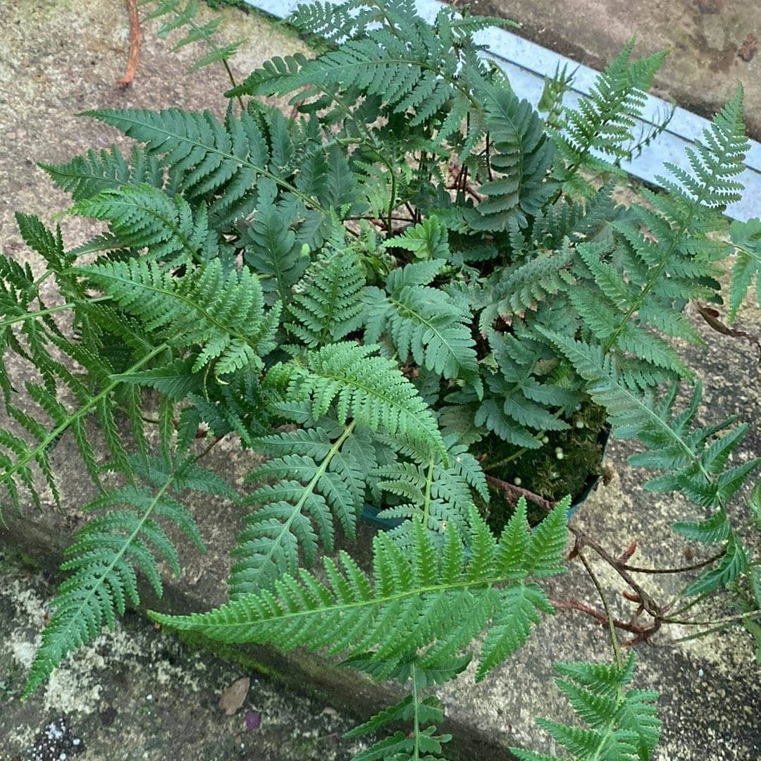 Davallia repens 大森食虫植物農園