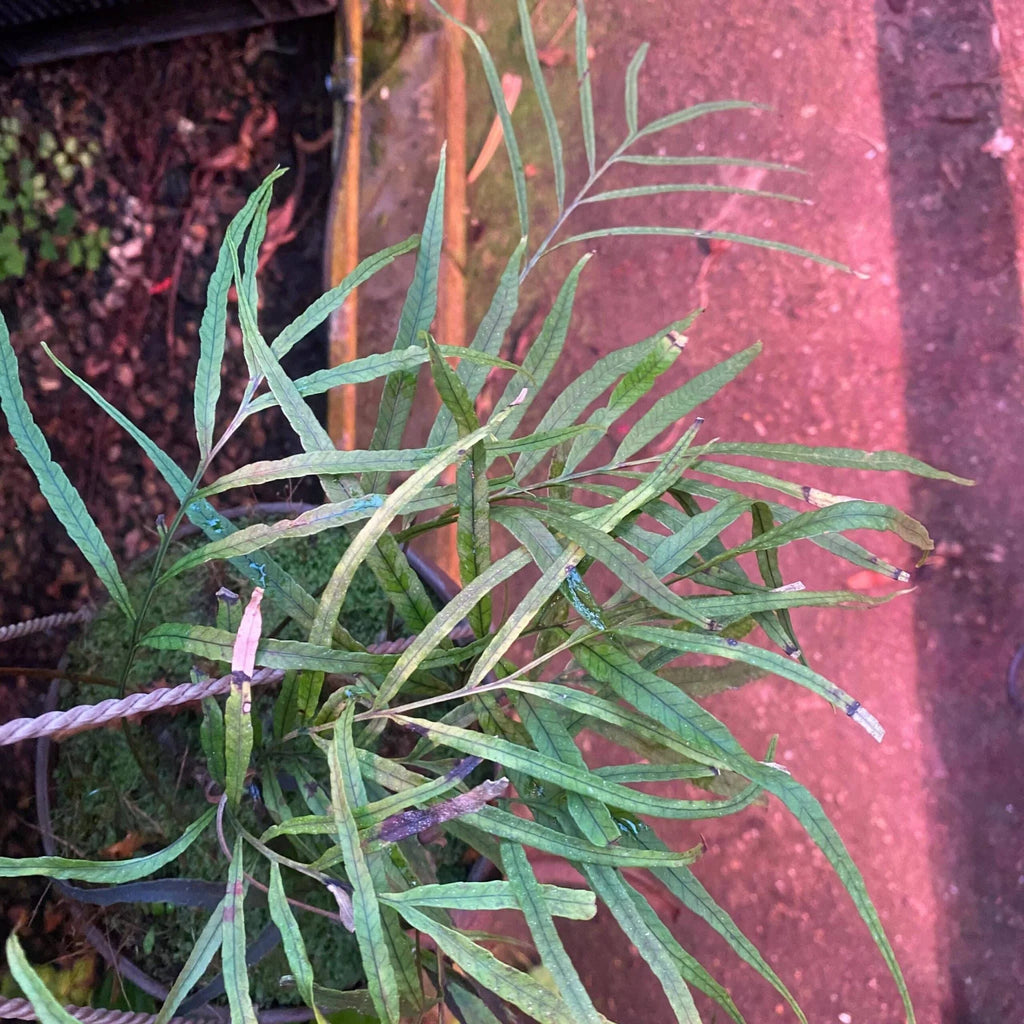 Davallia spec. Borneo 大森食虫植物農園