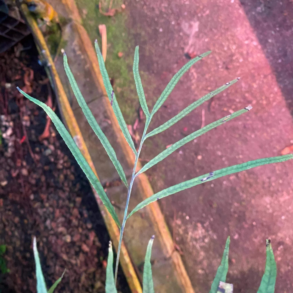 Davallia spec. Borneo 大森食虫植物農園