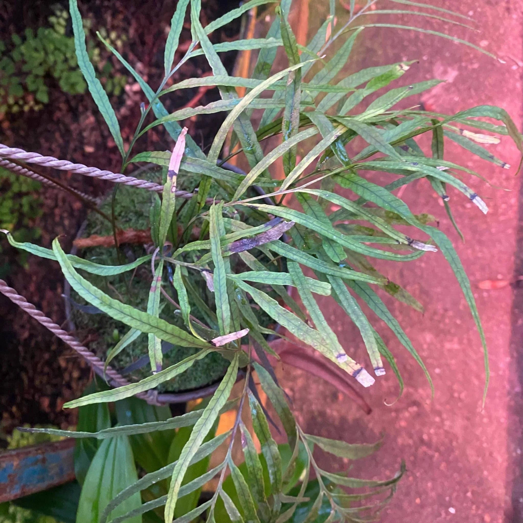 Davallia spec. Borneo 大森食虫植物農園