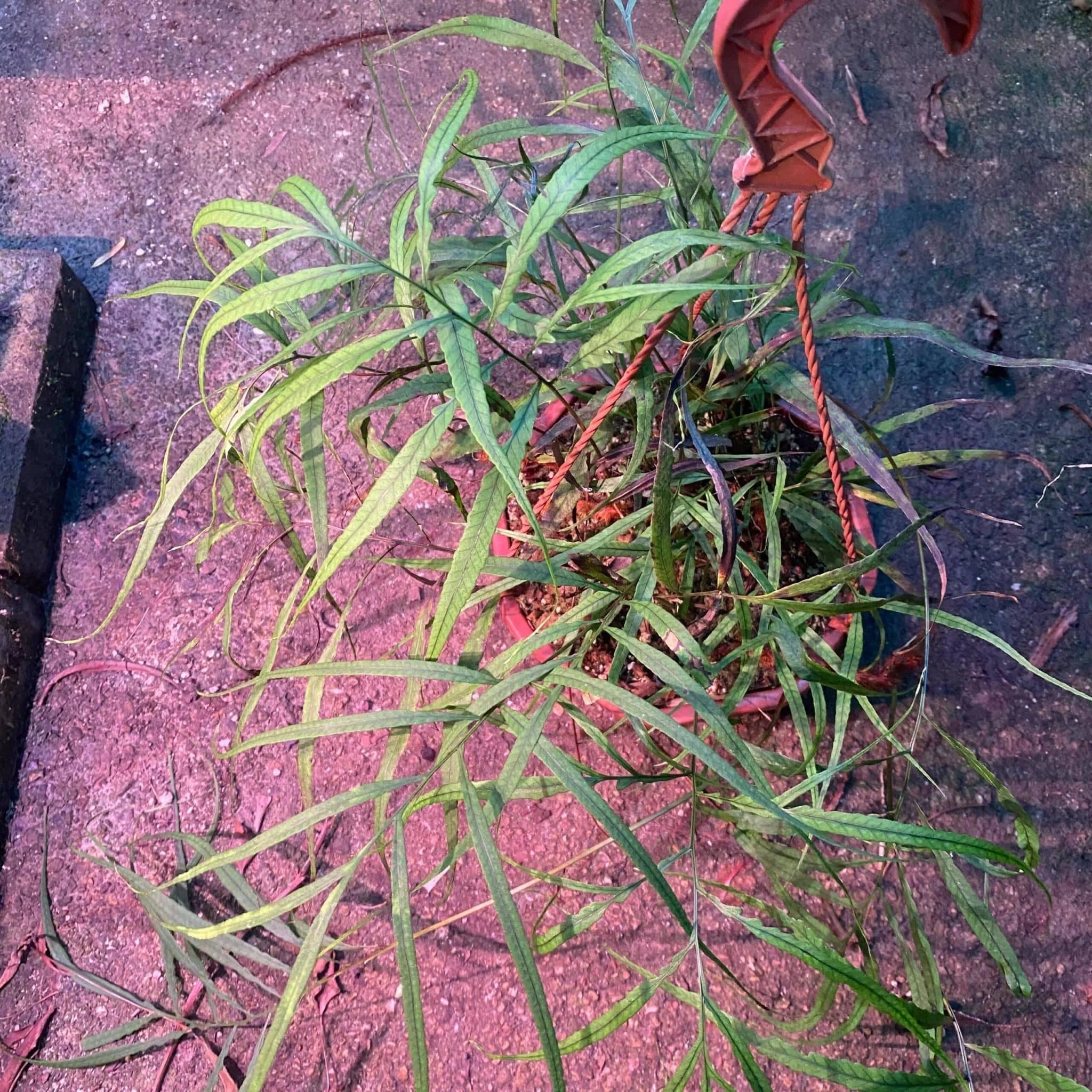 Davallia spec. Borneo 大森食虫植物農園