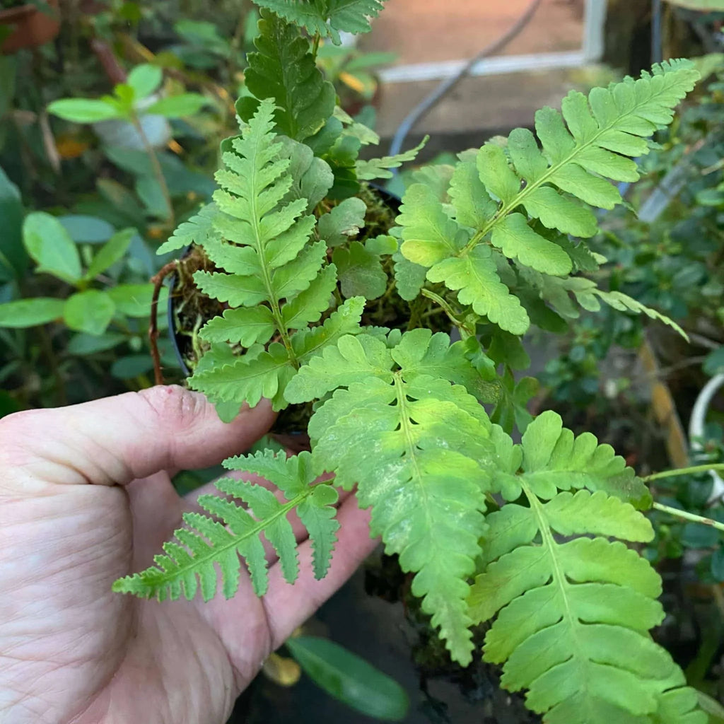 Davallia spec. Papua, 1200 m 大森食虫植物農園