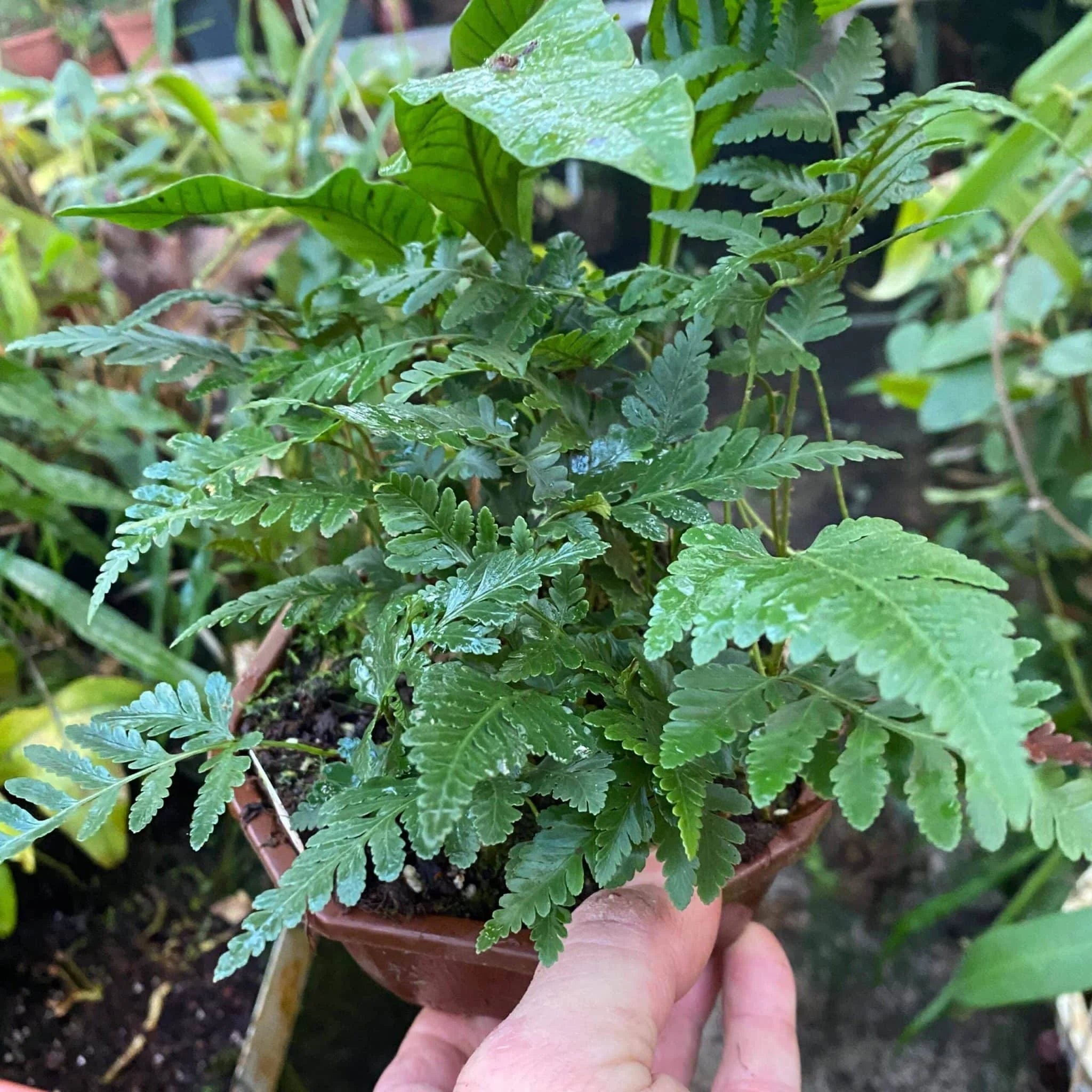 Davallia spec. Papua, 1200 m 大森食虫植物農園