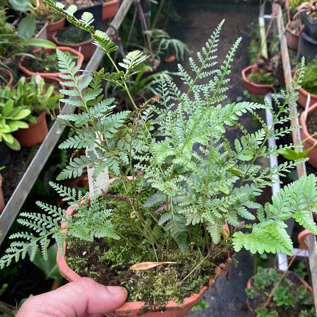 Davallia spec. Papua, 1200 m 大森食虫植物農園