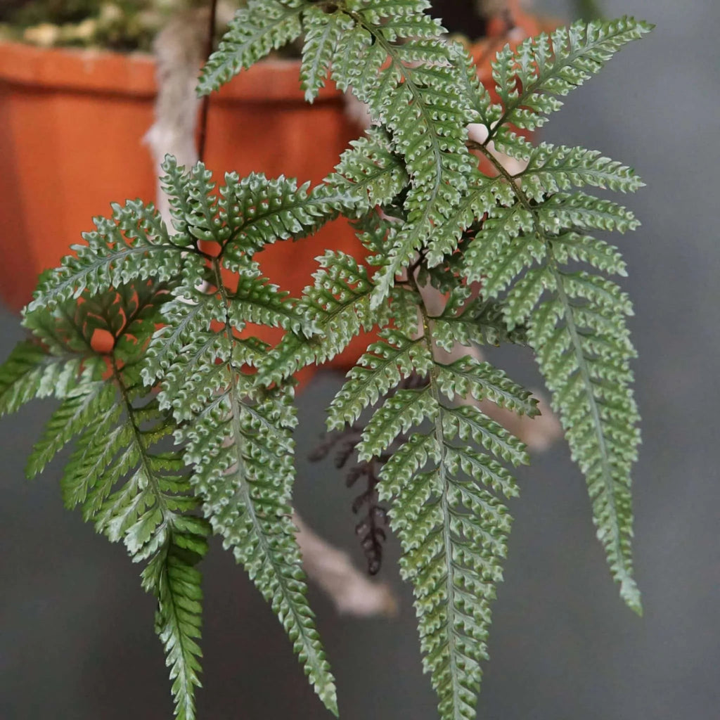 Davallia tyermanii 大森食虫植物農園