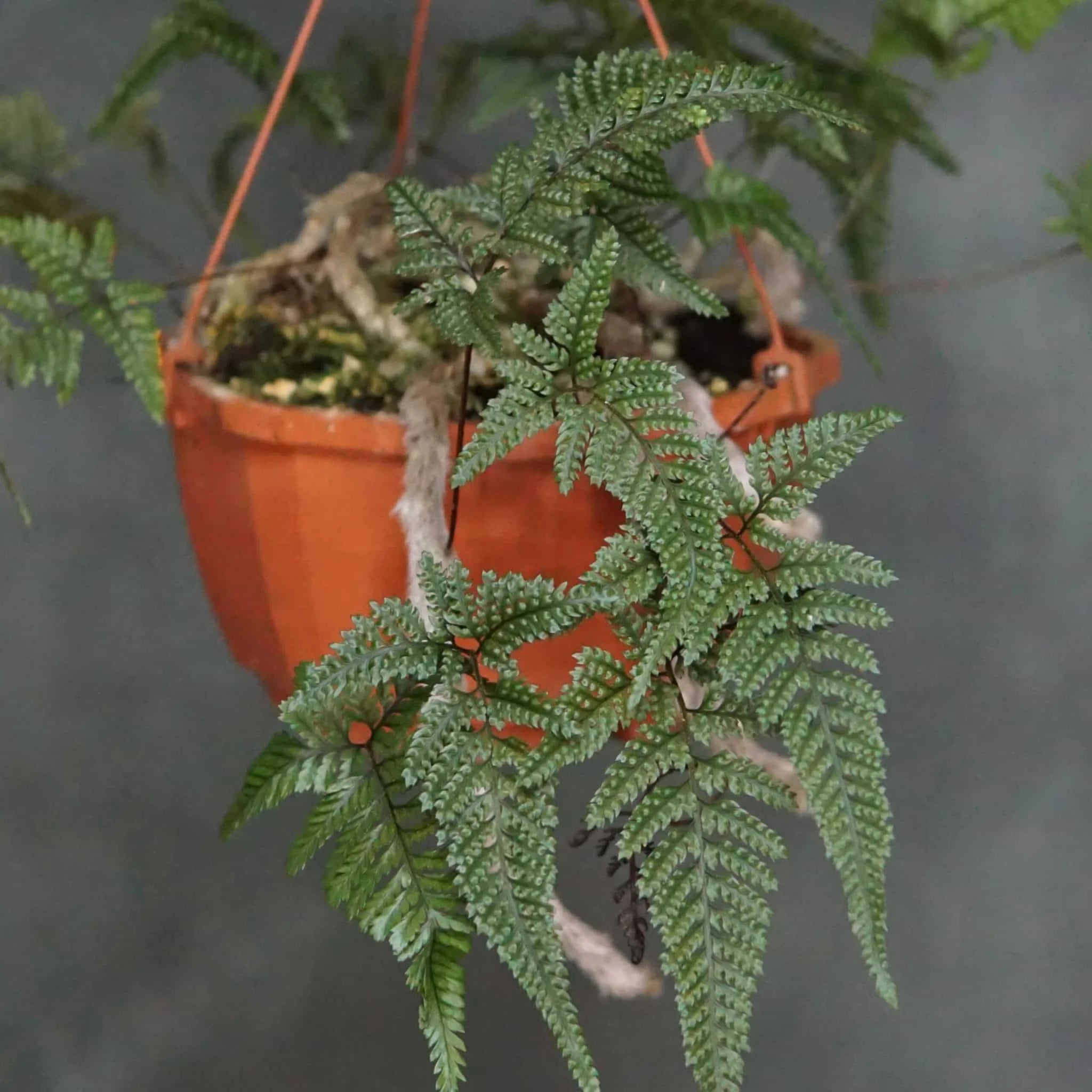 Davallia tyermanii 大森食虫植物農園