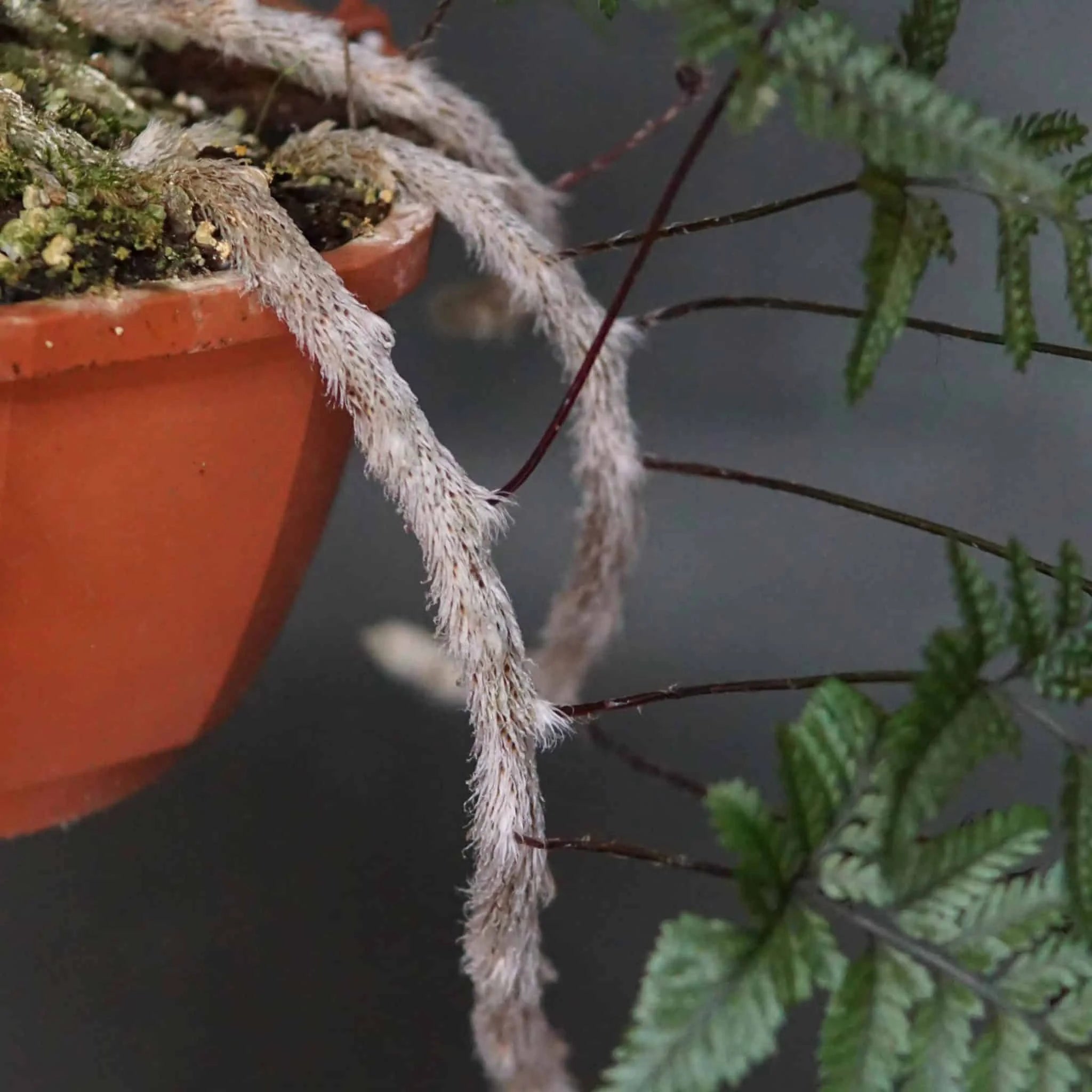 Davallia tyermanii 大森食虫植物農園