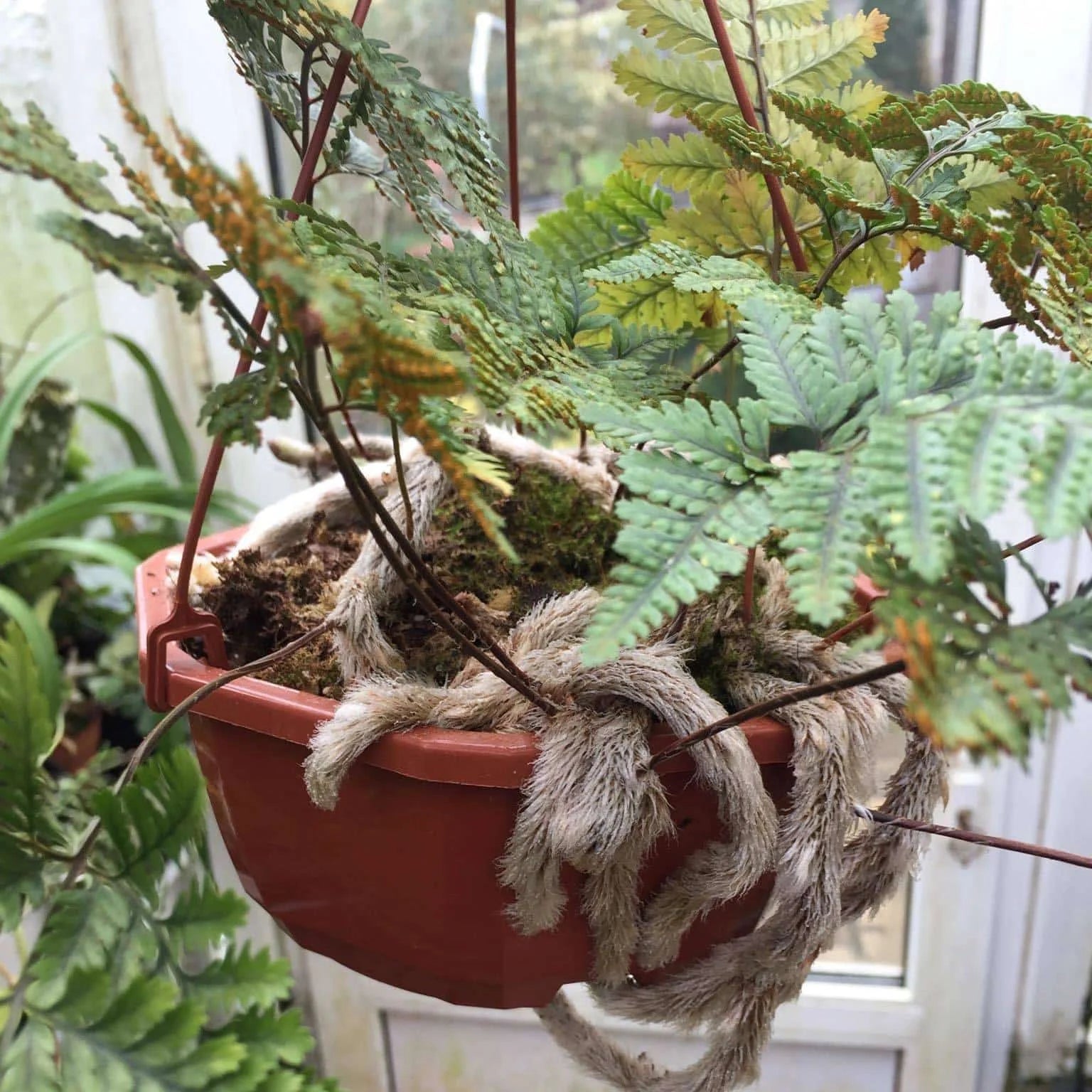 Davallia tyermanii 大森食虫植物農園