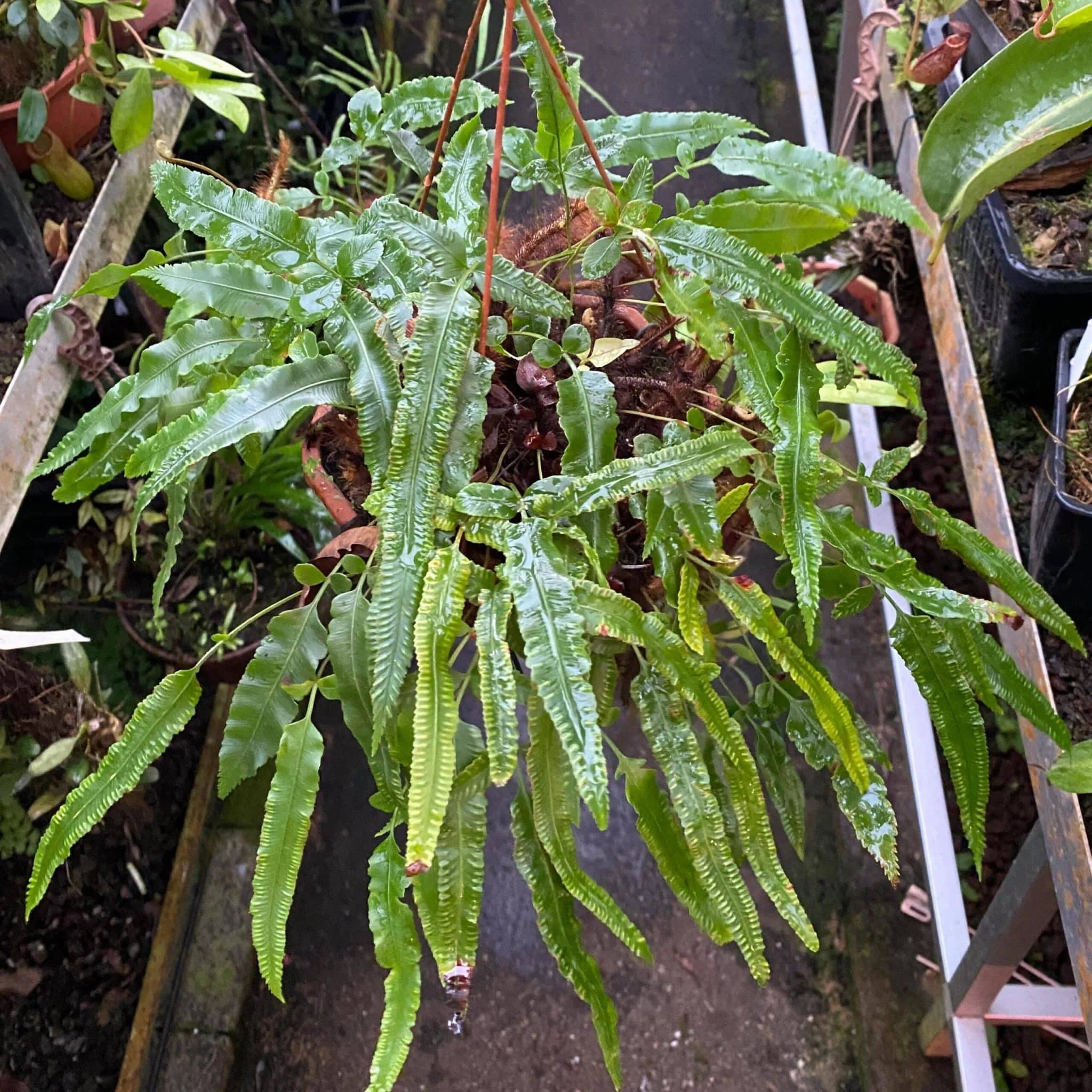 Davallia x pentaphylla 大森食虫植物農園
