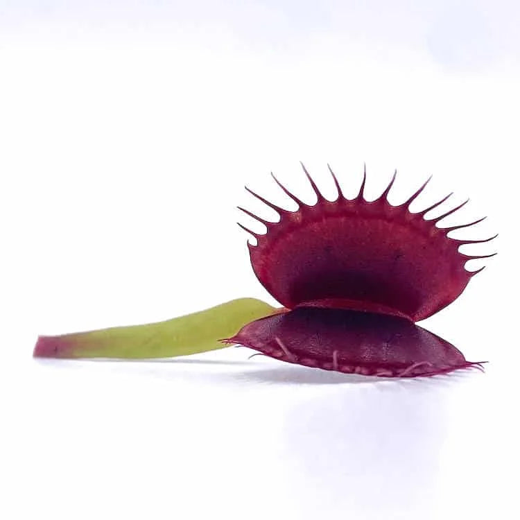 Dionaea muscipula „ARPC“ 大森食虫植物農園