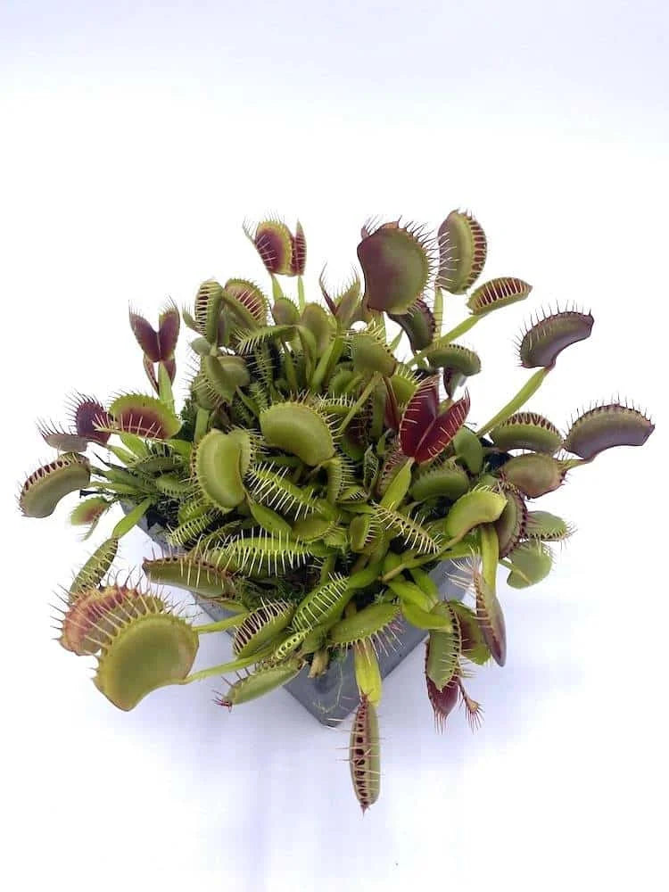 Dionaea muscipula „ARPC“ 大森食虫植物農園