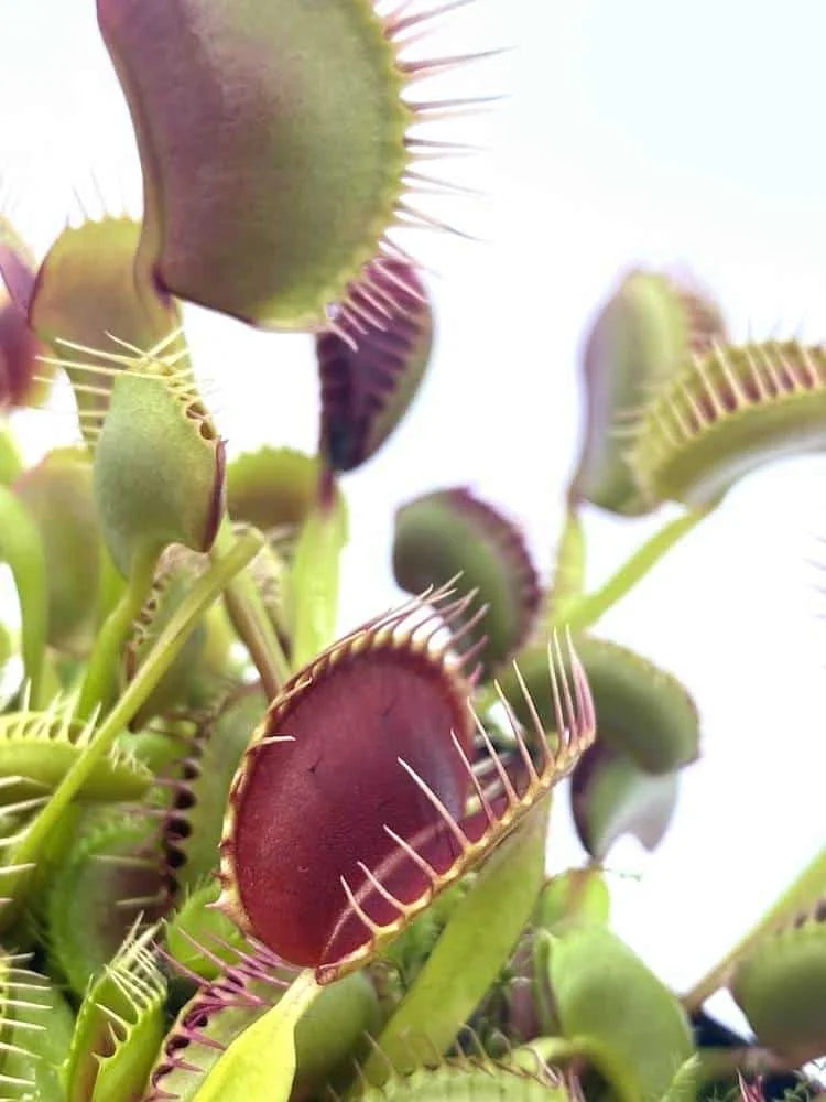 Dionaea muscipula “ARPC“ 大森食虫植物農園