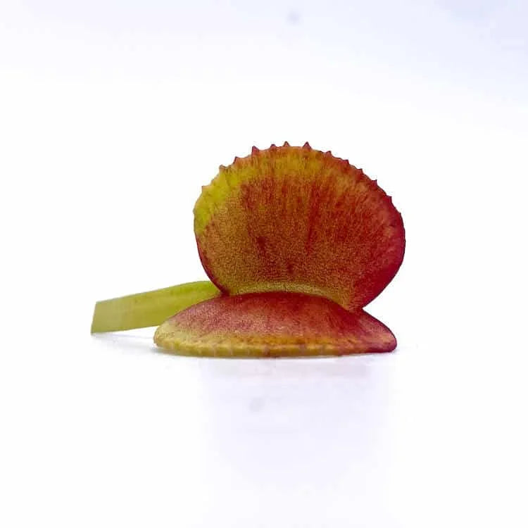 Dionaea muscipula “Adentata“ 大森食虫植物農園