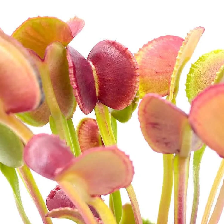 Dionaea muscipula „Adentata“ﾠ 大森食虫植物農園