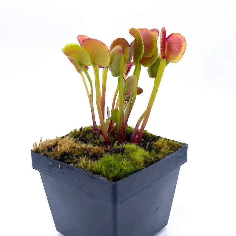 Dionaea muscipula „Adentata“ﾠ 大森食虫植物農園