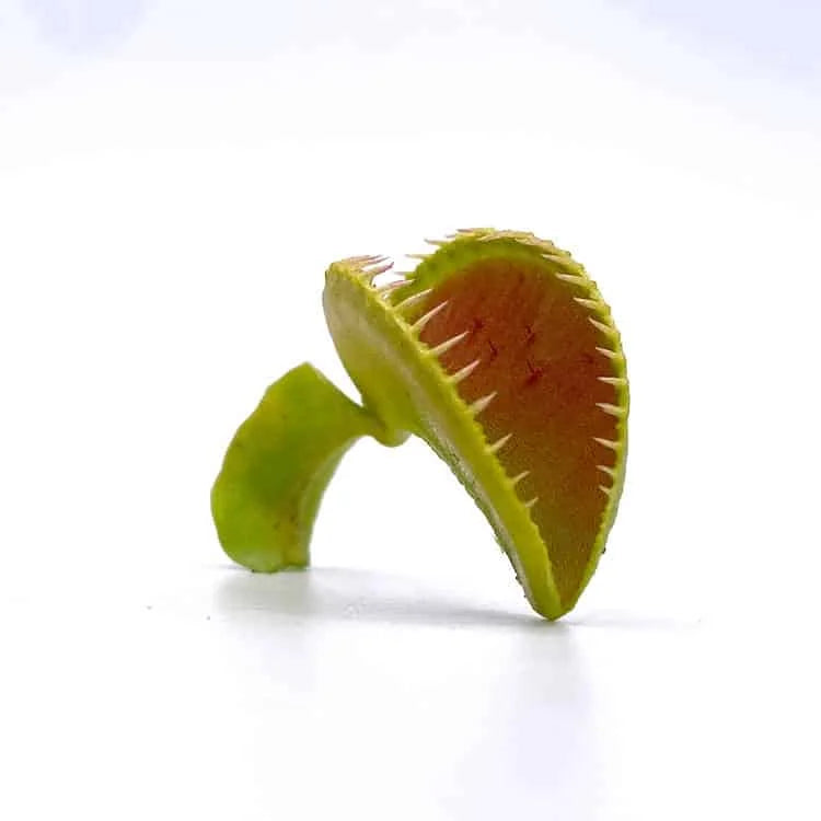 Dionaea muscipula “Alien“ 大森食虫植物農園