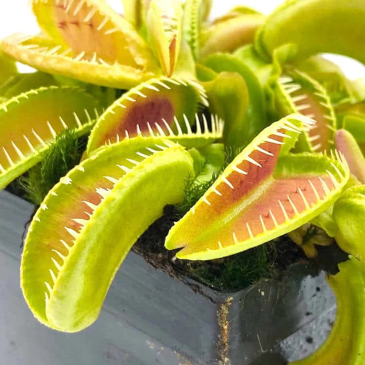 Dionaea muscipula „Alien“ 大森食虫植物農園