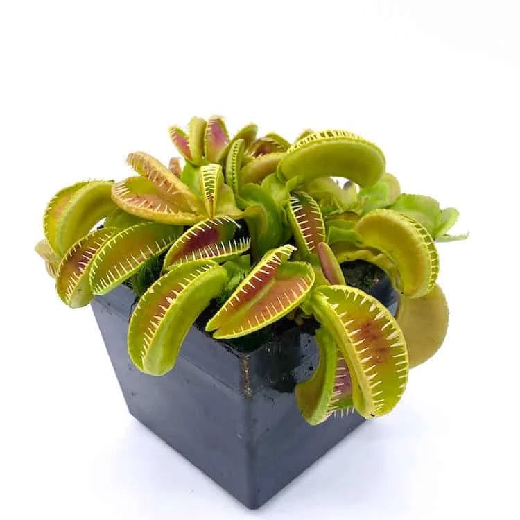 Dionaea muscipula „Alien“ 大森食虫植物農園