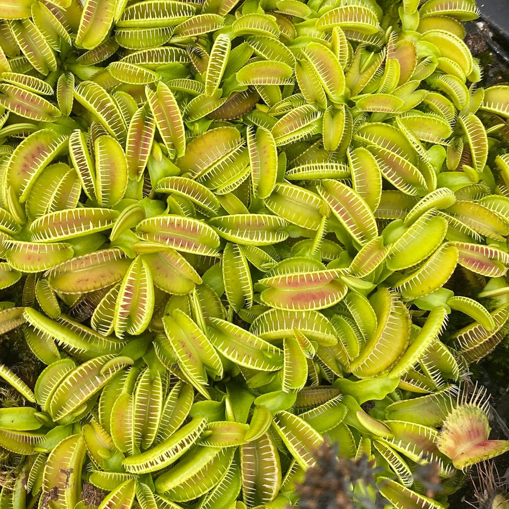 Dionaea muscipula „Alien“ 大森食虫植物農園