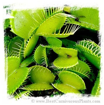 Dionaea muscipula {All Green Forms Mix} [BCP ID# S277] (40粒の種子) 大森食虫植物農園