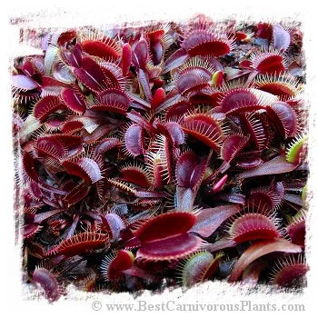 Dionaea muscipula {All Red Form Mix} [BCP ID# S076] (50粒の種子) 大森食虫植物農園