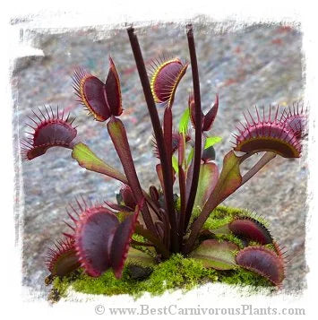Dionaea muscipula {All Red Form} / 3株の苗, 2-6 cm 大森食虫植物農園