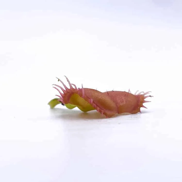 Dionaea muscipula „Angel Wings“ 大森食虫植物農園