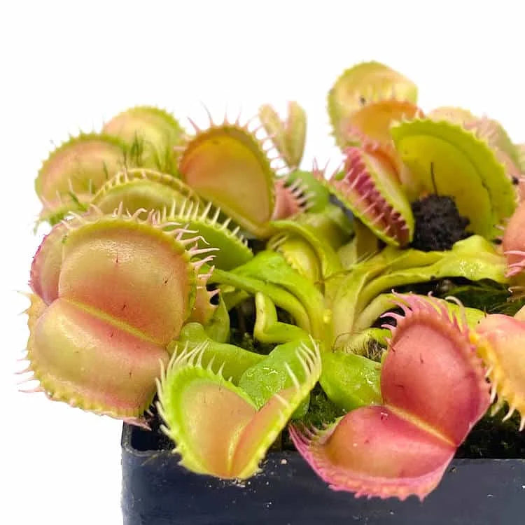 Dionaea muscipula „Angel Wings“ 大森食虫植物農園