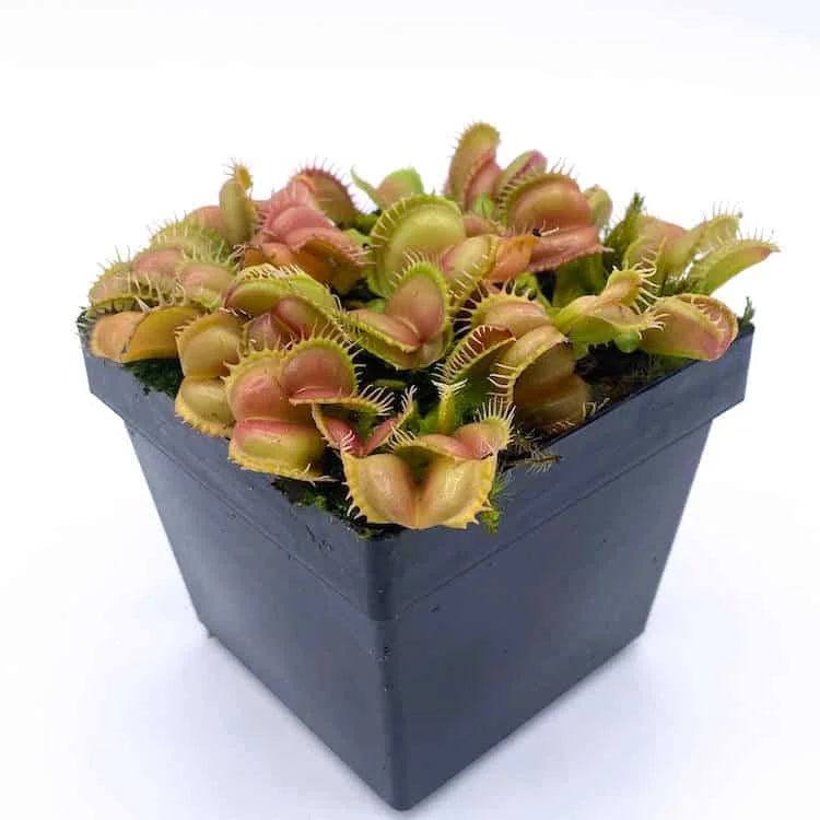 Dionaea muscipula „Angel Wings“ 大森食虫植物農園
