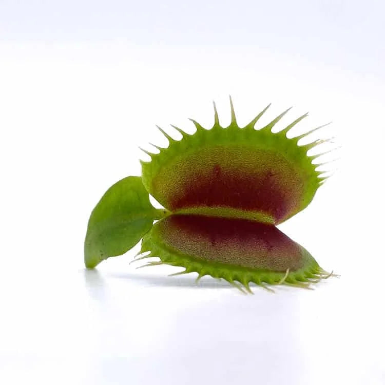 Dionaea muscipula „Australian Red Rosetted“ 大森食虫植物農園