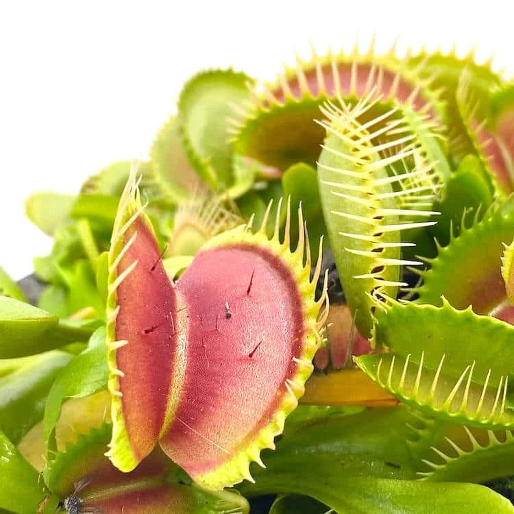 Dionaea muscipula „Australian Red Rosetted“ 大森食虫植物農園