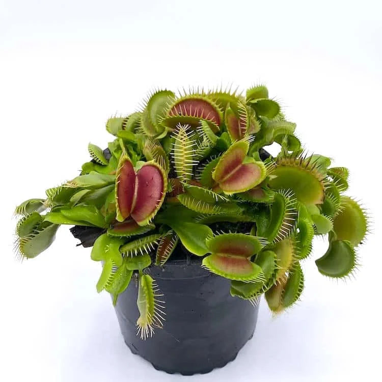 Dionaea muscipula „Australian Red Rosetted“ 大森食虫植物農園