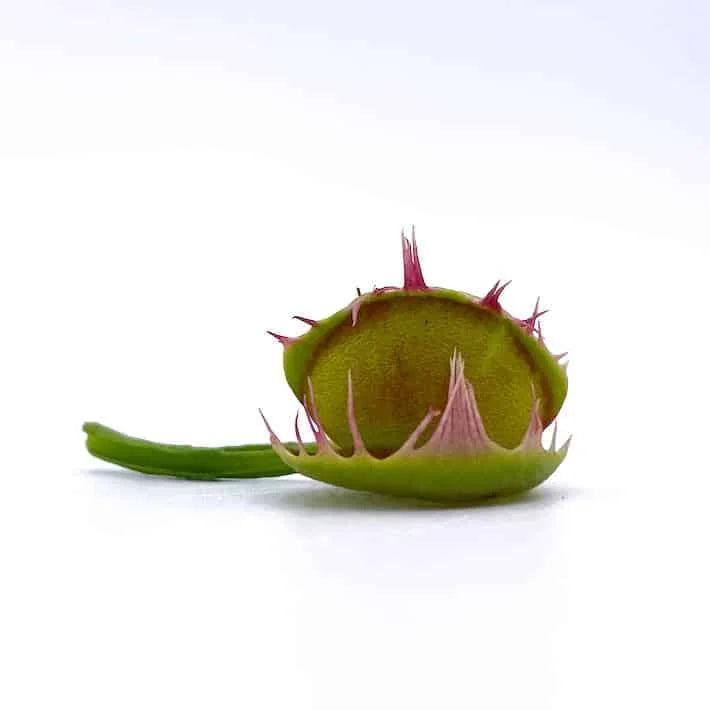Dionaea muscipula „Australian“ 大森食虫植物農園