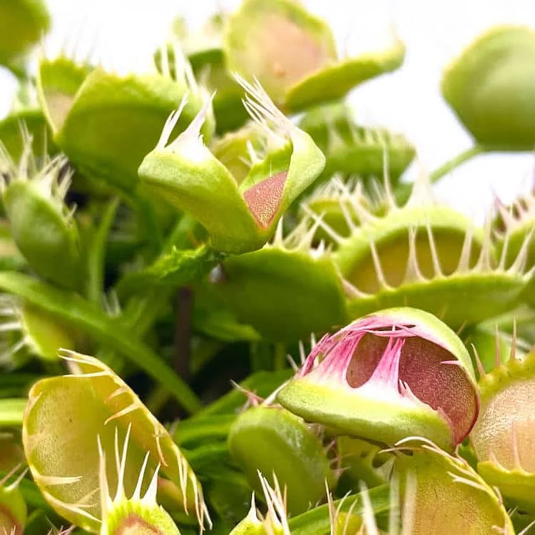 Dionaea muscipula „Australian“ 大森食虫植物農園