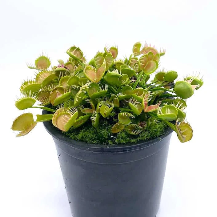 Dionaea muscipula „Australian“ 大森食虫植物農園
