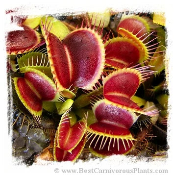 Dionaea muscipula 'B52 Giant' / 3株の苗, 2-5 cm 大森食虫植物農園