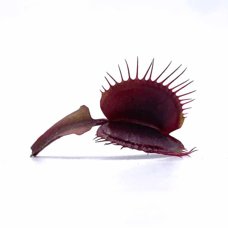 Dionaea muscipula “BCP Akai Riu Clone D44“ 大森食虫植物農園