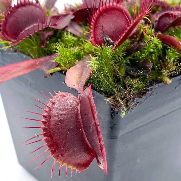 Dionaea muscipula „BCP Akai Riu Clone D44“ 大森食虫植物農園