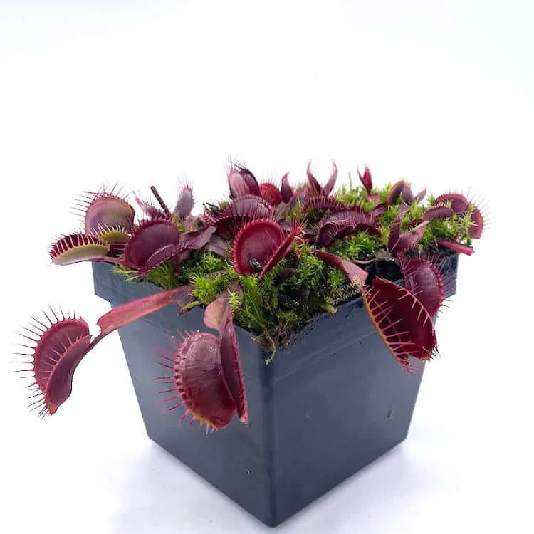 Dionaea muscipula “BCP Akai Riu Clone D44“ 大森食虫植物農園
